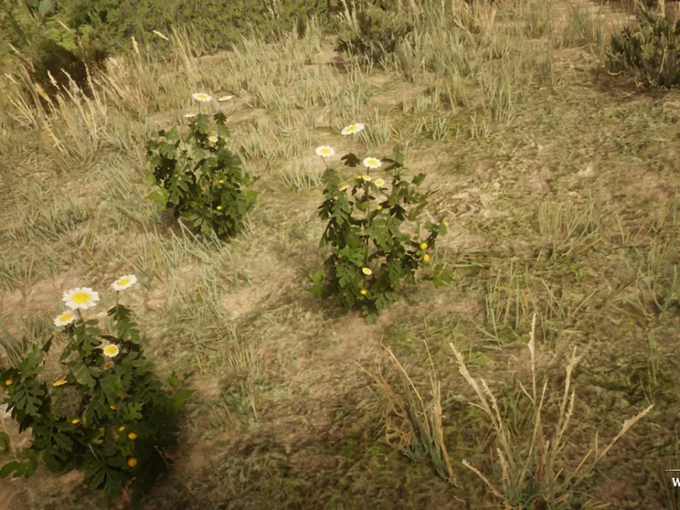 Wild Feverfew