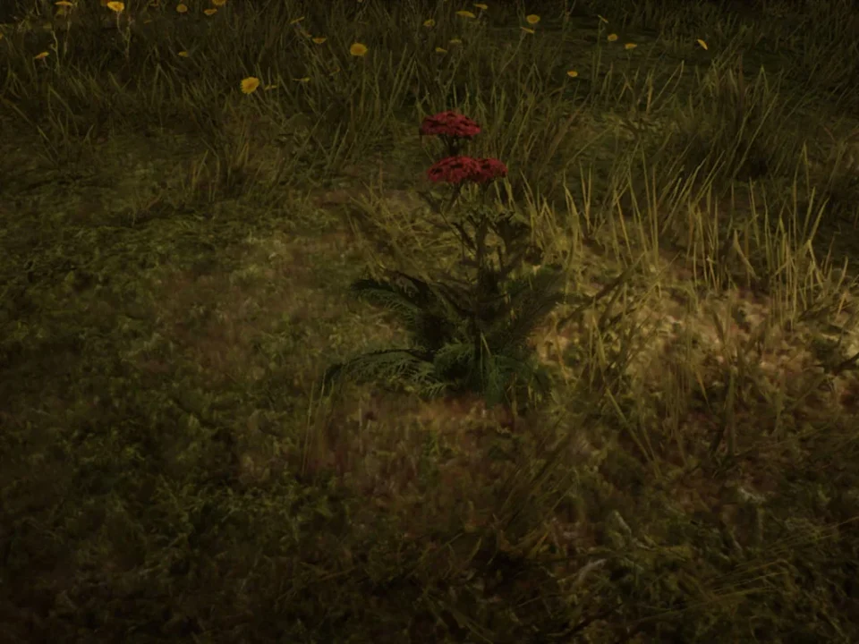 Yarrow
