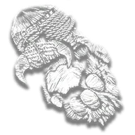 Lion’s Paw Trinket