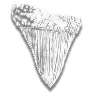 Shark Tooth Trinket