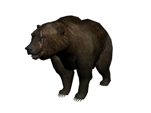 Brumas the Bear