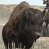 Buffalo