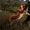 Cougar