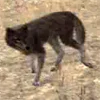 Coyote