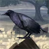 Crow