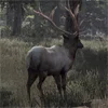 Elk