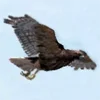 Hawk