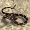 Rattlesnake