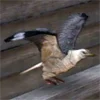 Seagull
