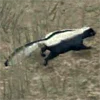 Skunk