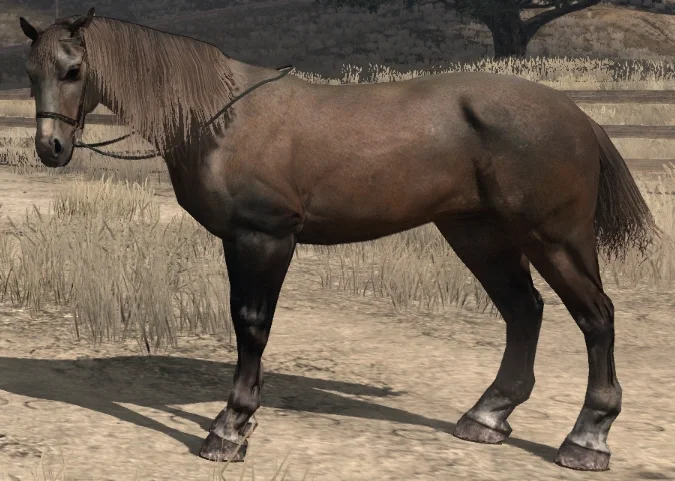 Lusitano